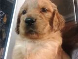 Baby Face Golden Yavrular