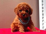 Korekan Red Brown Toy Poodle Yavrularimiz