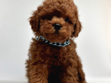 KOREKAN RED BROWN TOY POODLE YAVRULARIMIZ
