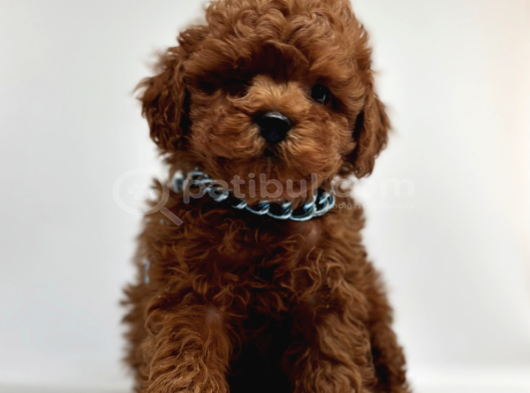 KOREKAN RED BROWN TOY POODLE YAVRULARIMIZ