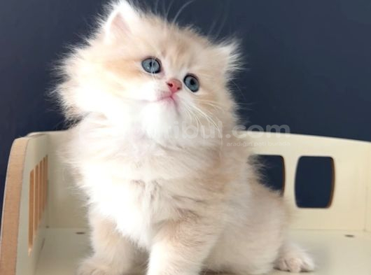 Safkan British Peluş Oyuncak Gibi Bir Bebek görsel