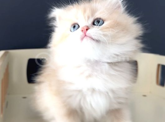 Safkan British Peluş Oyuncak Gibi Bir Bebek görsel