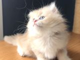 Safkan British Peluş Oyuncak Gibi Bir Bebek