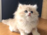 Safkan British Peluş Oyuncak Gibi Bir Bebek