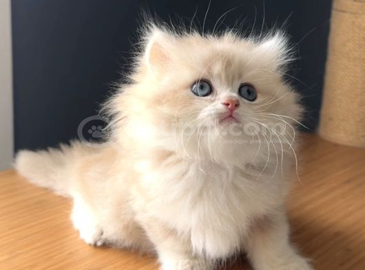 Safkan British Peluş Oyuncak Gibi Bir Bebek görsel