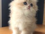 Safkan british peluş oyuncak gibi bir bebek