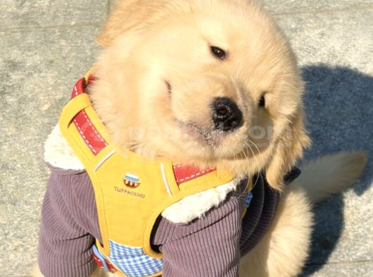 Golden Retreiver Küt Burun Smile Surat Aşılı Irk Garantili görsel