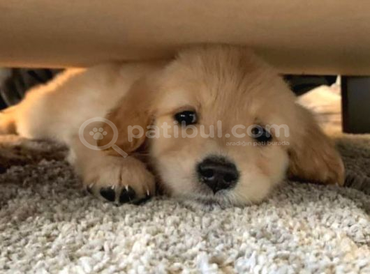 Golden Retreiver Küt Burun Smile Surat Aşılı Irk Garantili görsel