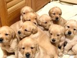 Golden Retreiver Küt Burun Smile Surat Aşılı Irk Garantili