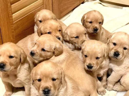 Golden Retreiver Küt Burun Smile Surat Aşılı Irk Garantili görsel