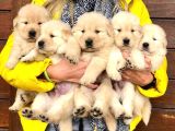 Golden retreiver küt burun smile surat aşılı ırk garantili