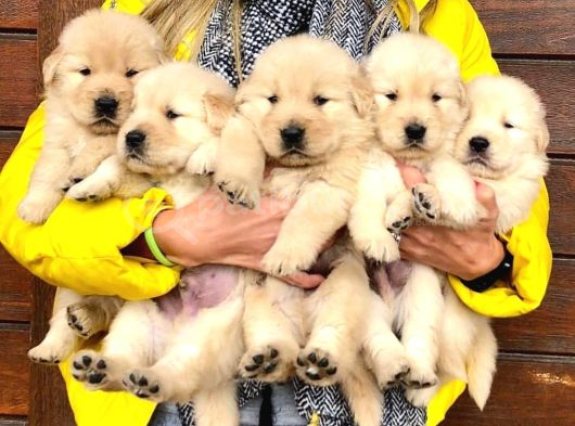 Golden retreiver küt burun smile surat aşılı ırk garantili