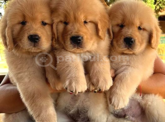Merhabaaa Ben Golden Cinsi Bir Bebeğim Ve Aşılarımı Oldum görsel