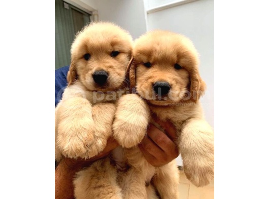 Merhabaaa Ben Golden Cinsi Bir Bebeğim Ve Aşılarımı Oldum görsel