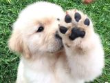Merhabaaa ben golden cinsi bir bebeğim ve aşılarımı oldum
