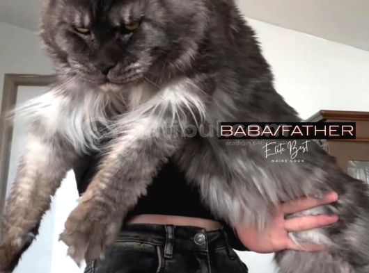 4 Aylık Safkan Dişi Maine Coon görsel