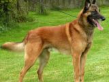 Elite Kan Hattı Safkan Belçika Malinois Yavrular