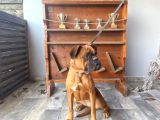Irk Garantili Boxer Yavrular