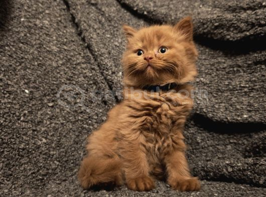 Cinnamon Scrli Bebekler görsel