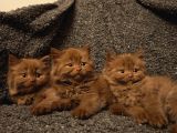 Cinnamon Scrli Bebekler