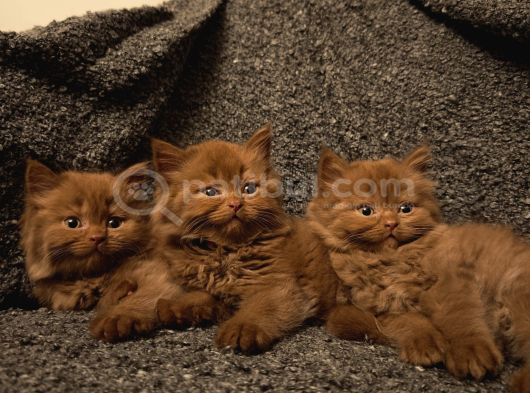 Cinnamon Scrli Bebekler görsel