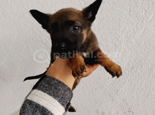 Elite Kan Hattı Safkan Belçika Malinois Yavrular görsel