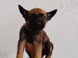 Elite Kan Hattı Safkan Belçika Malinois Yavrular