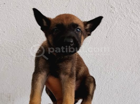 Elite Kan Hattı Safkan Belçika Malinois Yavrular görsel