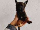 Elite Kan Hattı Safkan Belçika Malinois Yavrular