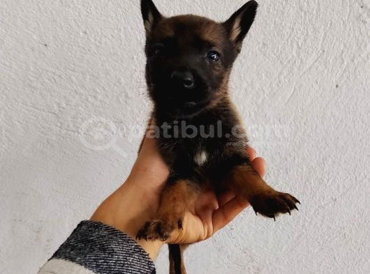 Elite Kan Hattı Safkan Belçika Malinois Yavrular görsel