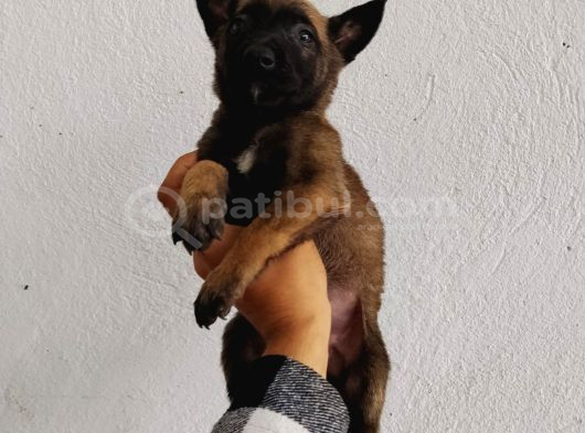Elite Kan Hattı Safkan Belçika Malinois Yavrular