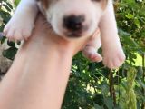 Jack Russell Terier Yavruları