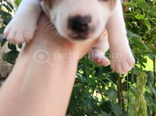 Jack Russell Terier Yavruları görsel