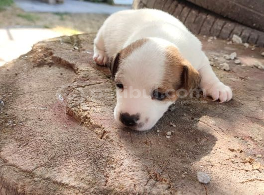 Jack Russell Terier Yavruları görsel