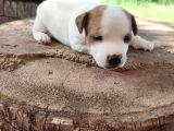 Jack Russell Terier Yavruları