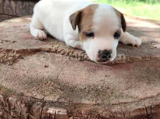 Jack Russell Terier Yavruları görsel