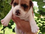 Jack Russell terier yavruları