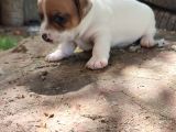 Jack Russell Terier Yavruları