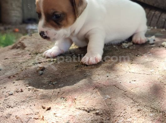 Jack Russell Terier Yavruları görsel