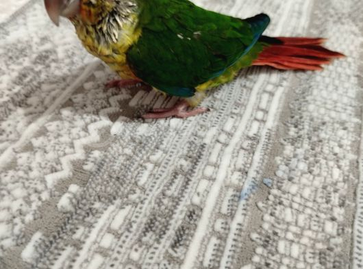 El Besleme Full Evcil Konur Yavru görsel