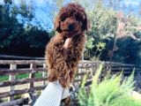 Irk ve sağlık garantili Toy Poodle kg garantili