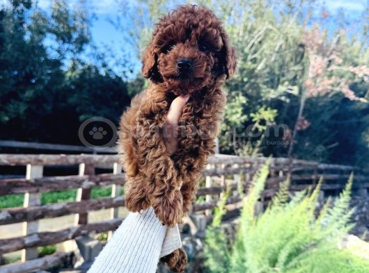 Irk Ve Sağlık Garantili Toy Poodle Kg Garantili