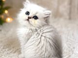 British longhair silver ns12