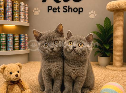 Harika Güzellikte Oyuncu British Shorthair Yavrularımız görsel