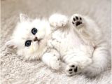 British Longhair Silver Ns12