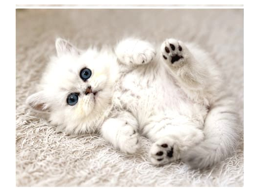 British Longhair Silver Ns12 görsel