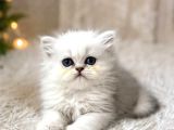 British Longhair Silver Ns12
