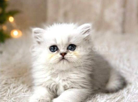 British Longhair Silver Ns12 görsel