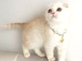 Scottish Fold Krem Gold