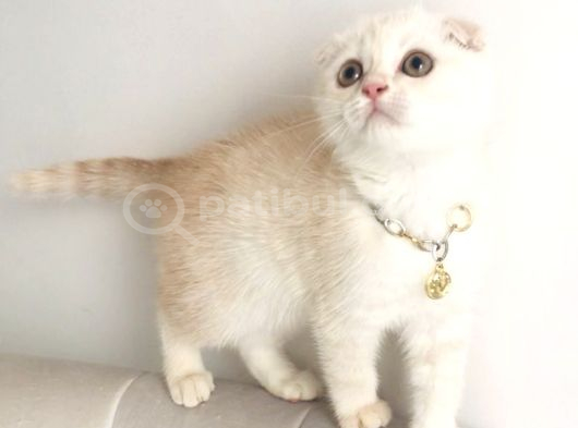 Scottish Fold Krem Gold görsel